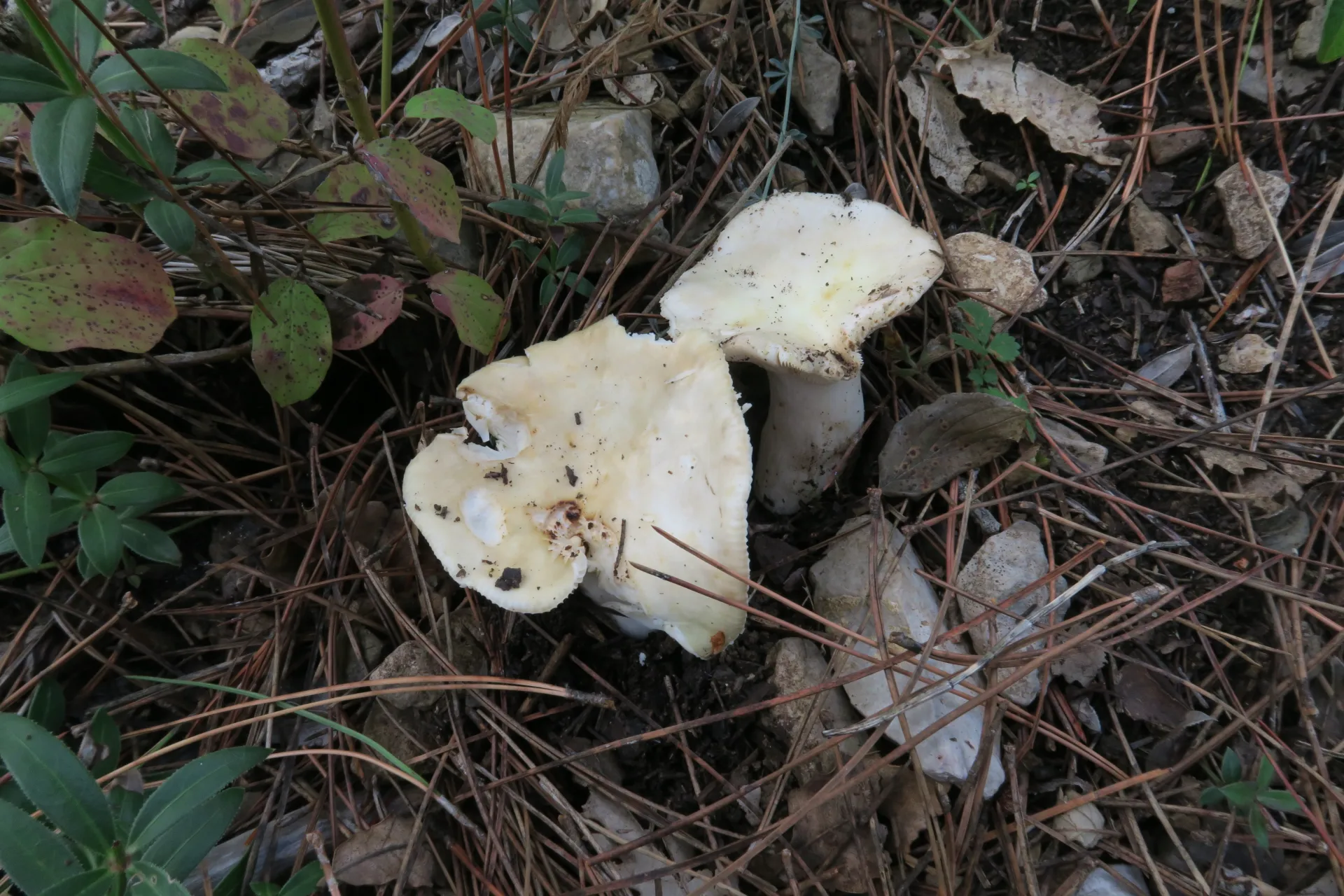 Russula nauseosa - 1 - IMG_0825